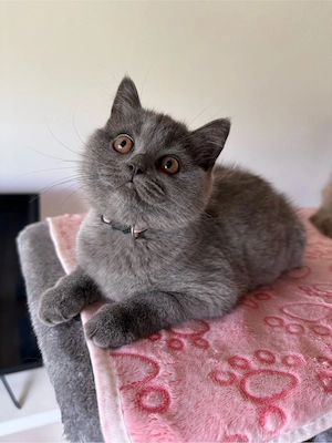 BKH Kitten weiblich wunderschönes Mädchen sucht ein Zuhause Bild 4