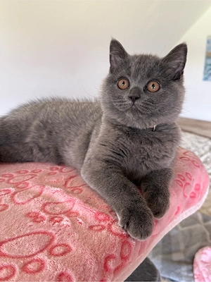 BKH Kitten weiblich wunderschönes Mädchen sucht ein Zuhause Bild 9