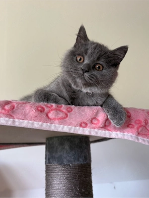 BKH Kitten weiblich wunderschönes Mädchen sucht ein Zuhause Bild 7