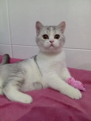 BKH Kitten 