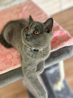 BKH Kitten weiblich wunderschönes Mädchen sucht ein Zuhause Bild 5