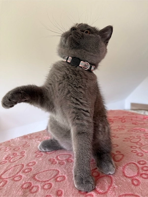 BKH Kitten weiblich wunderschönes Mädchen sucht ein Zuhause Bild 8