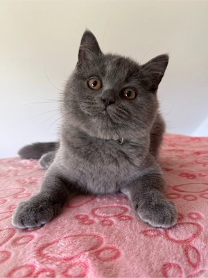 BKH Kitten weiblich wunderschönes Mädchen sucht ein Zuhause Bild 10