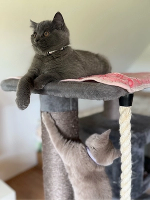 BKH Kitten weiblich wunderschönes Mädchen sucht ein Zuhause Bild 6