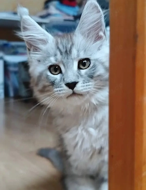  Traumhafte Maine-Coon-Kätzchen bereit für ihre neue Familie.