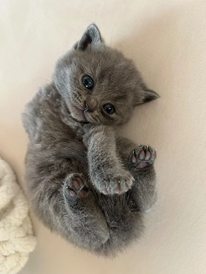  British Kurzhaar Kitten Reinrassige 