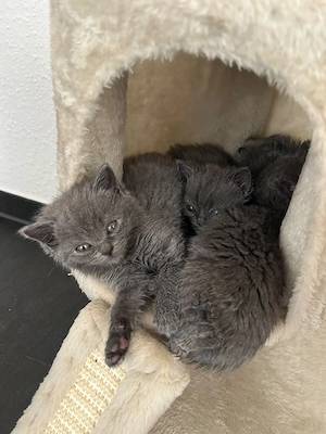  British Kurzhaar Kitten Reinrassige 