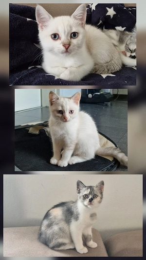 3 wunderschöne BKH Kätzchen suchen eine neue liebevolles Zuhause