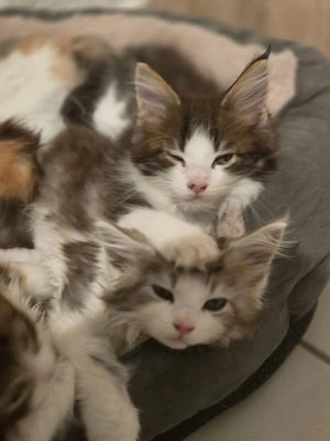 Maine Coons dürfen sofort ausziehen 