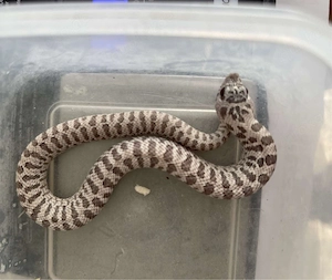 Alles wird abgegeben: Hakennasennatter Rack Terrarien Heterodon Nasicus