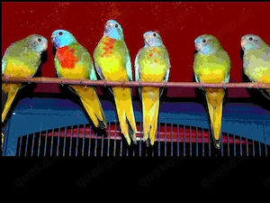 junge Glanzsittiche, wildfarben
