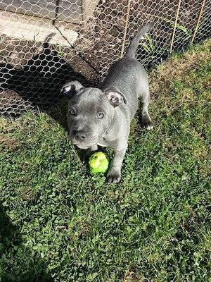 Wunderschöne American-Pitbull-Welpen