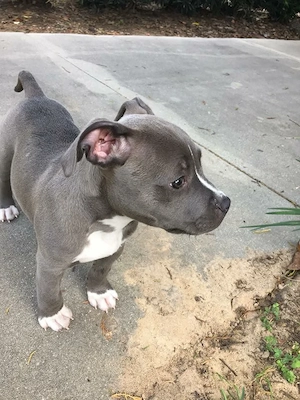 American-Pitbull-Terrier-Welpen suchen ein Zuhause fürs Leben.