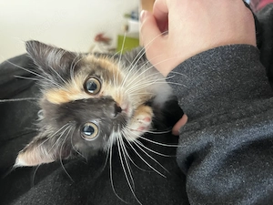 Katzenkind sucht ein neues Zuhause