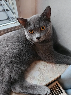 Kuschel BK Kater 6 Monate 