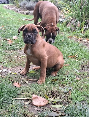 Boxer welpe (Rüde)