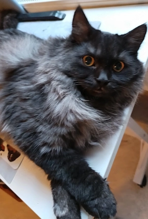 Zauberhafter Britisch Langhaar Kater 6 Monate 