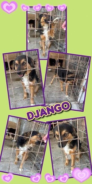 sehr lieber, menschenbezogener, wunderschöner, sanfter Rüde "Django" sucht ein Zuhause