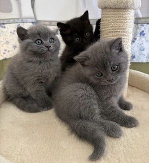 Britisch Kurzhaar Kitten 