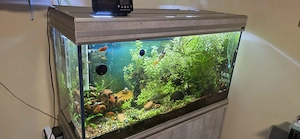 Opas 220-Liter-Aquarium sucht neues Zuhause