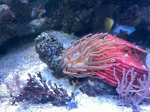 Anemone Meeressser aquarium 