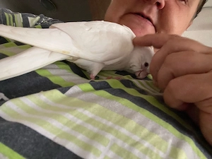 nympfemsittich albino zutraulich 4 monate 