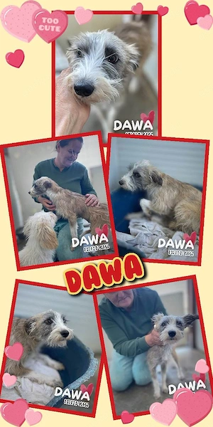 junge, sanfte, sehr liebe, menschenbezogene, hübsche Hündin "Dawa" sucht ein Zuhause
