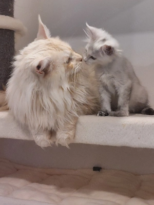 Maine Coon Kitten black silver tortie chinchilla 