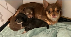 Chihuahua Welpe 