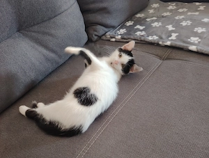 Zuhause gesucht*