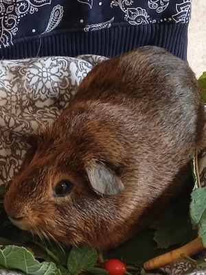 Meerschweinchen Damen 