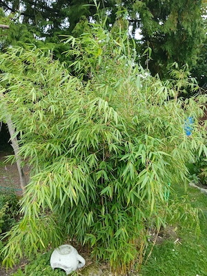 Gartenbambus