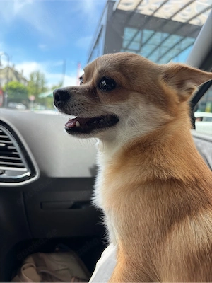 ChihuahuaDeckrüde 