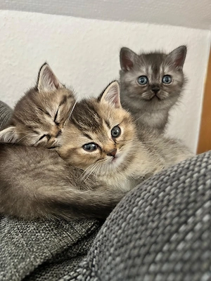  BKH-Katzenbabys suchen ein liebevolles Zuhause    