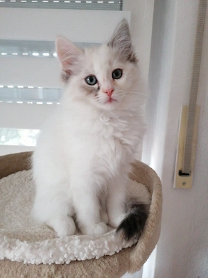 Bildschöner Ragdoll Birma Neva Mix Kitten, selten Chimäre Seal Tortie Lynx Mädel, Blaue Augen