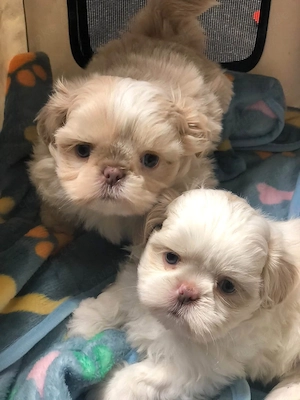 Zwei entzückende Shih Tzu Welpen