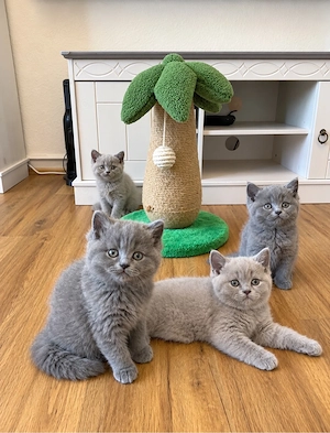 Zuckersüße Kitten sind abgabebereit