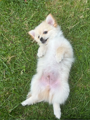 pomchi welpen 
