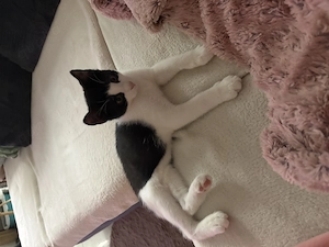 Junger Kater in liebevolle Hände