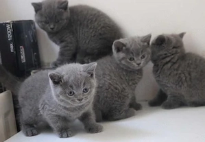 BKH KITTEN (Baby Britisches Kurzhaar Kätzchen) 