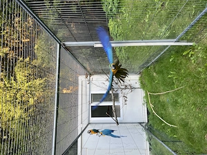 2,0 Gelbbrustaras Aras Naturbrut