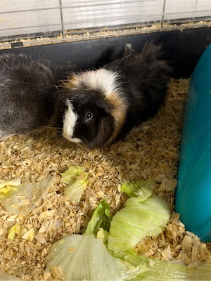Meerschweinchen Männlich