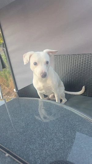Mischling Dobby männlich sucht neues Zuhause 