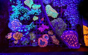 A. echinata, LPS, SPS,Goniopora, Korallen, Ableger,Acropora, Bernardopora, Alveopora,Favia