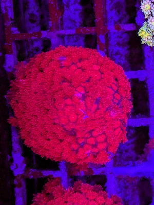 LPS, SPS,Korallen,Ableger, golden torch,Euphyllia, Clavularia, Goniopora, Alveopora. 
