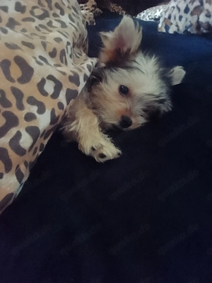 Yorkshiere Terrier 