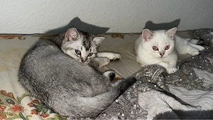bkh katzen 