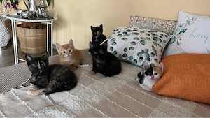 Edelmix Kitten Canadian Sphynx x Britisch Kurzhaar
