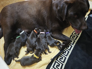 Reinrassige Labrador Welpen geboren am 01.10 26
