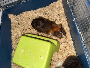 Meerschweinchen Männlich